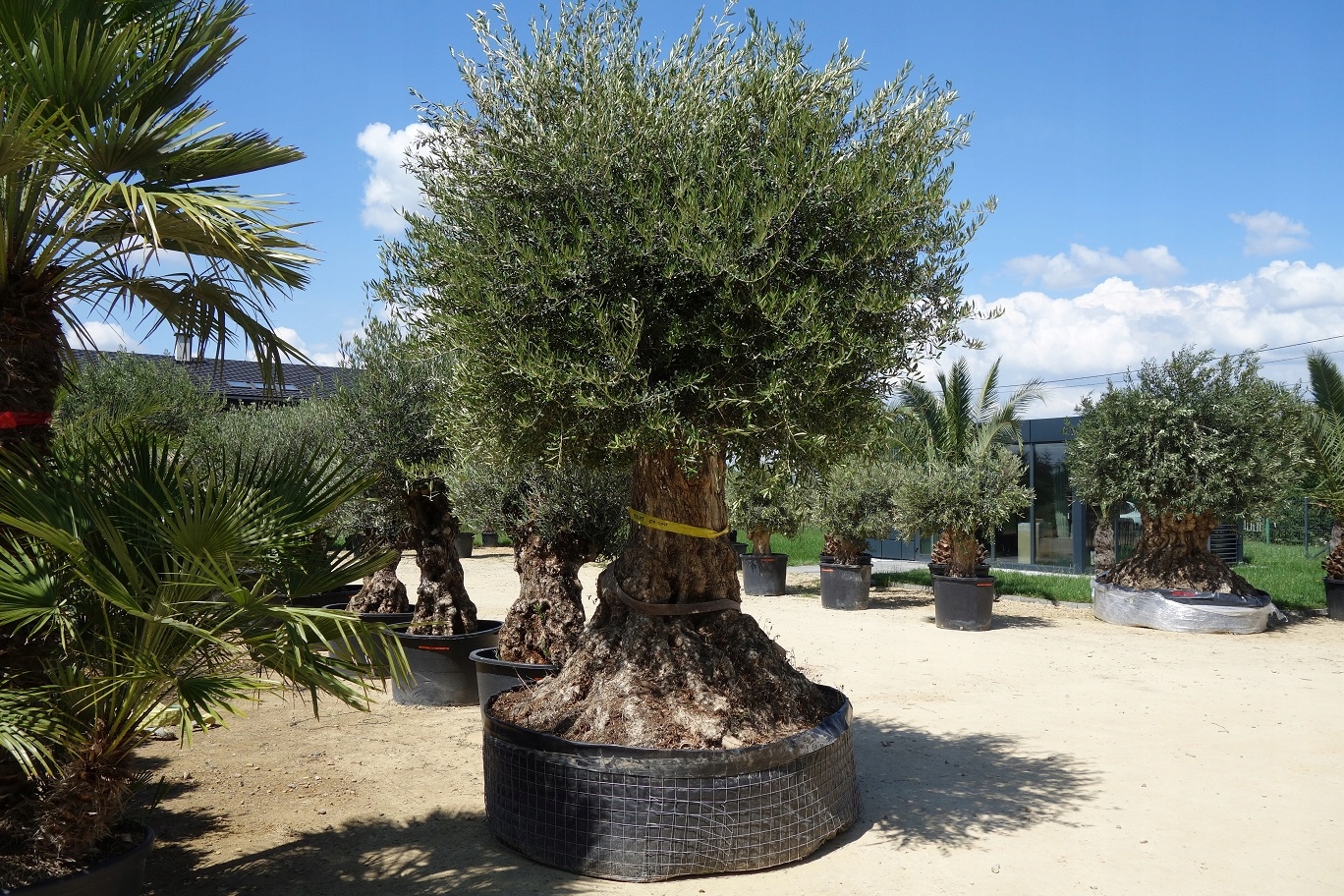 Оливковое дерево (d-12, н-25). Оливковое дерево h30. Олива olea europaea (40). Оливковое дерево краснодар. Олива европейская комнатная.