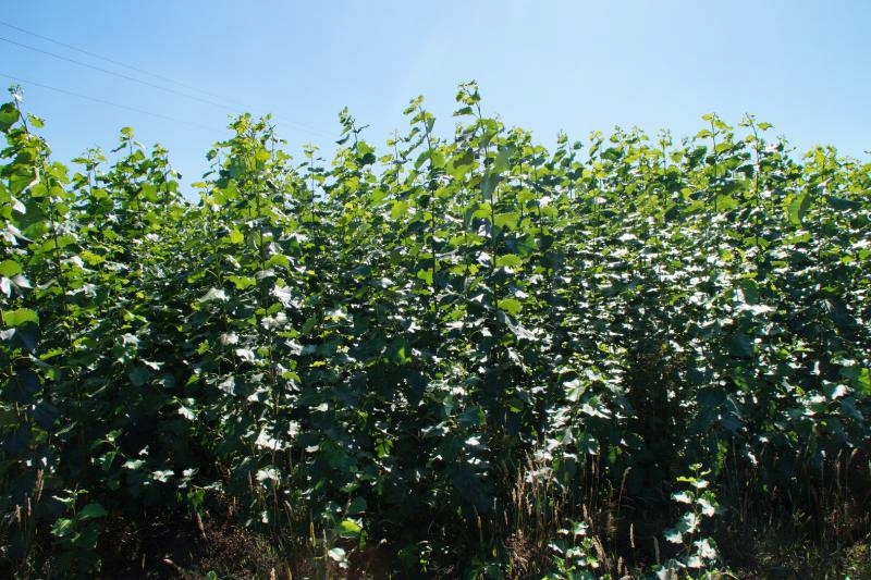 Bardzo Szybko Rosnąca Roślina Tropikalna Topola szybko rosnąca - zrzezy 20 cm - 1 000 szt - 7605755335