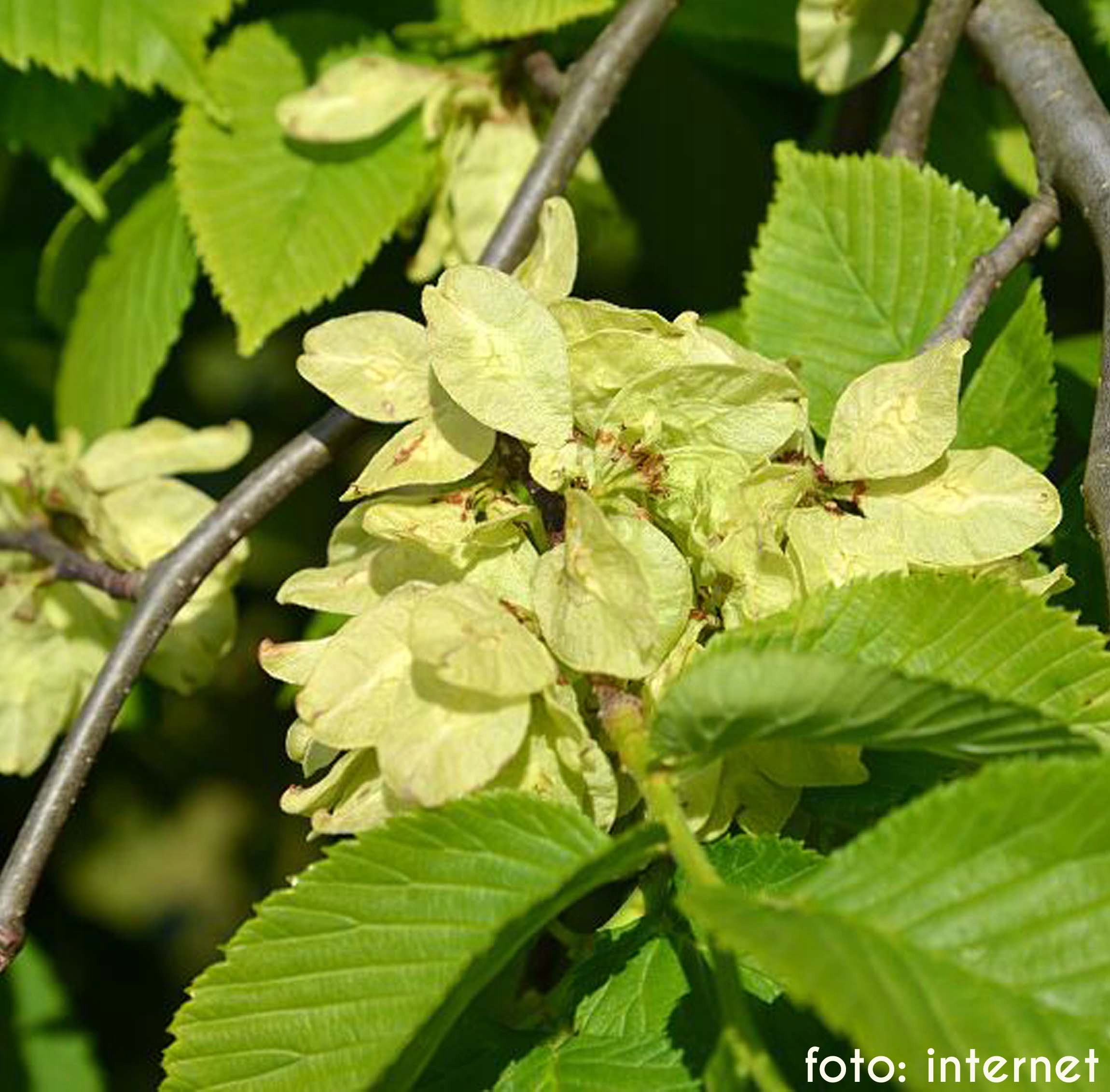 Ulmus glabra цветет