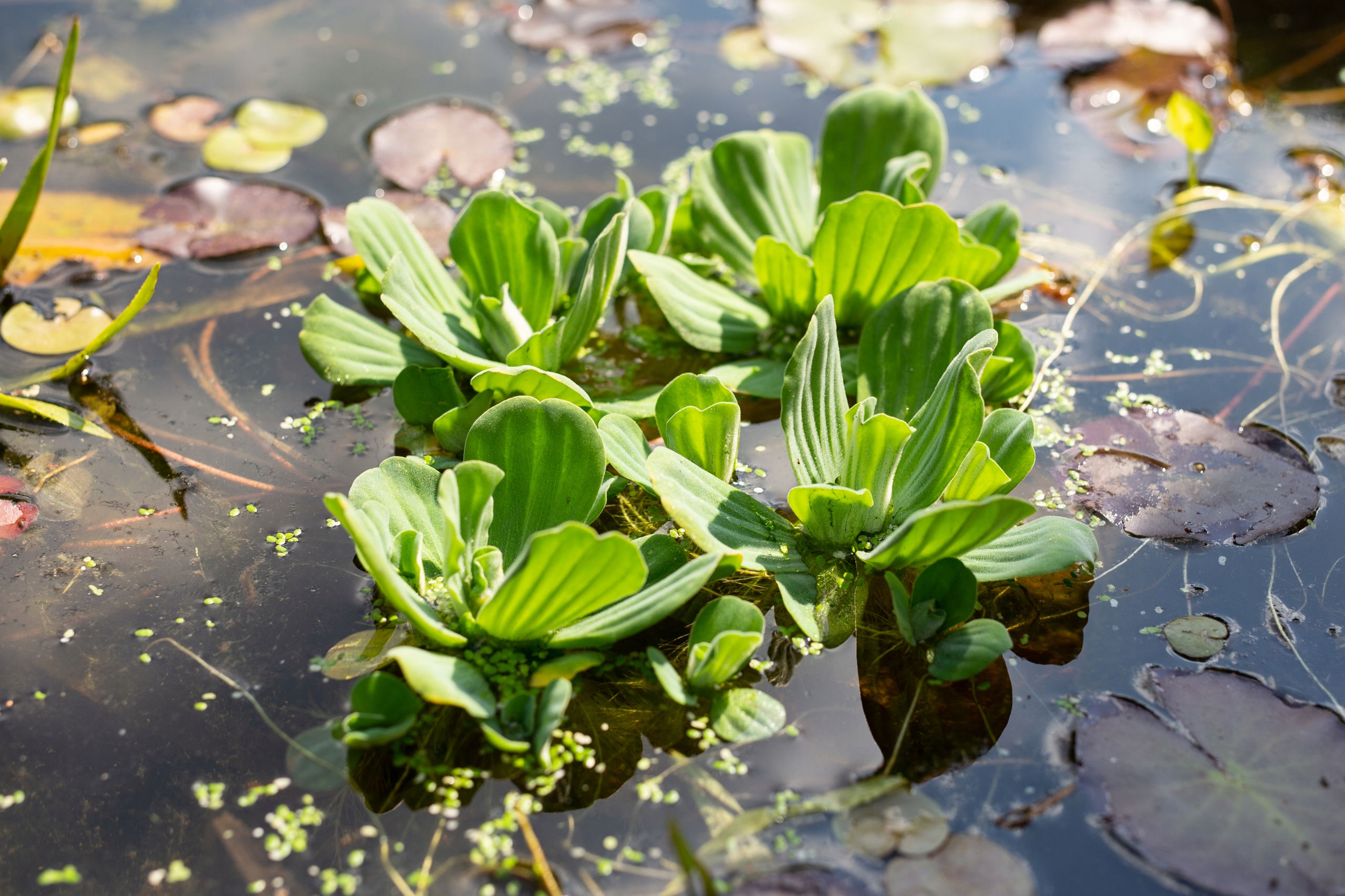 Пистия мини. Пистия для пруда. Плавающие растения. Пистия розочка. Пистия аквариумное растение.