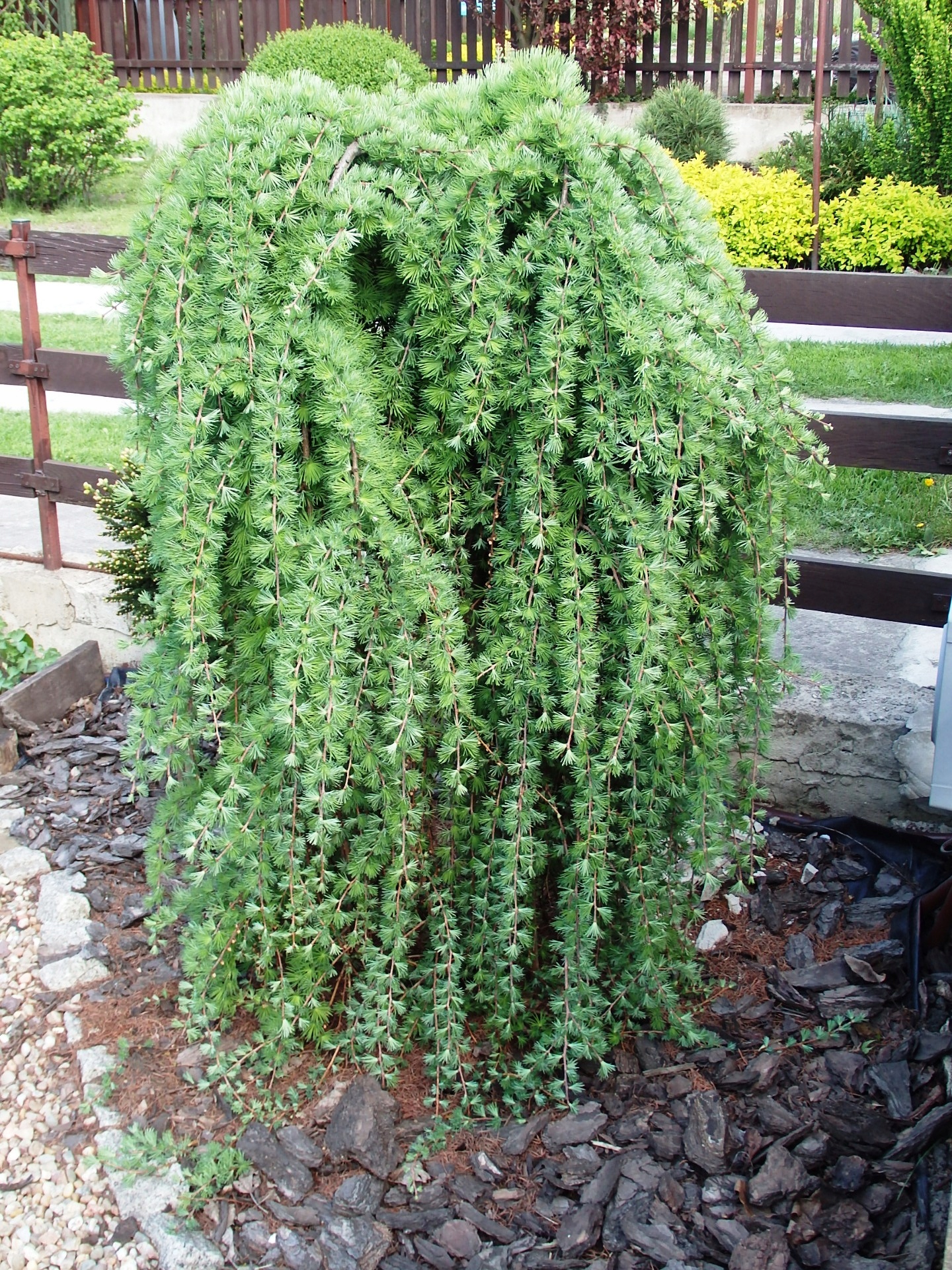 Тсуга на штамбе