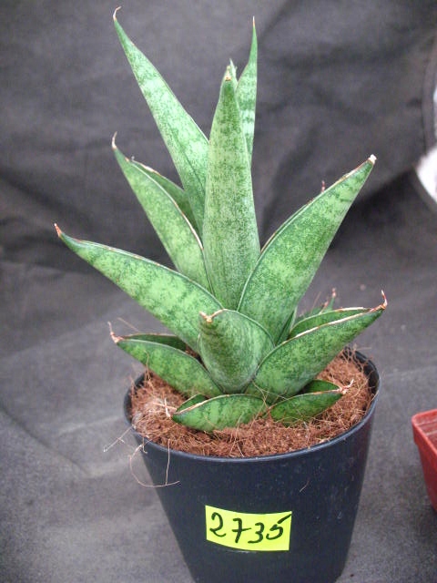 sansevieria w Oficjalnym Archiwum Allegro - Strona 9