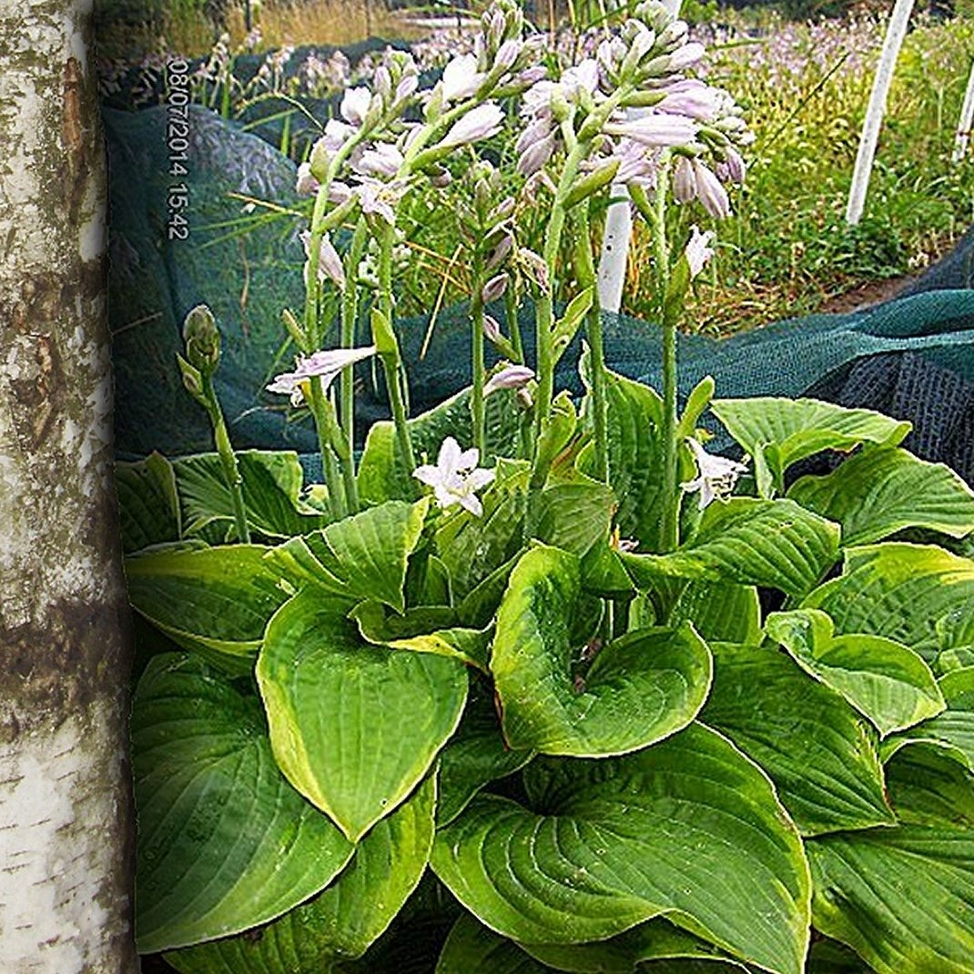 Hosta Funkia "Abiqua Moonbeam 6882819493 oficjalne archiwum allegro