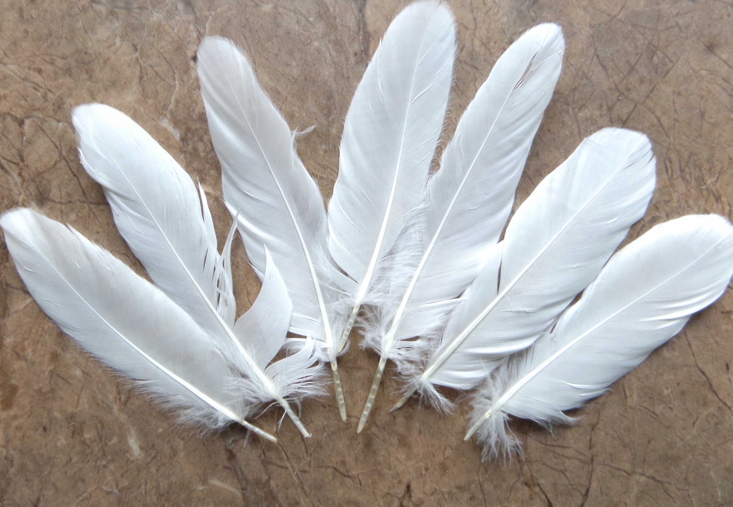 перья птиц. перо лебедя. перо длинное белое. перо альфа. перо фазана.