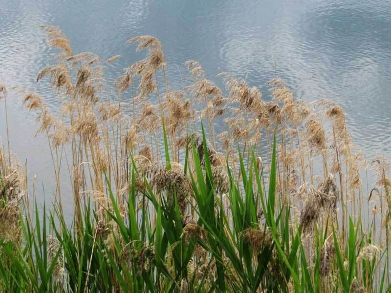 Тростник злаковое растение. Тростник Южный phragmites Australis. Тростник обыкновенный phragmites Australis. Тростник Южный Плантариум. Тростник Южный (phragmítes Austrális).