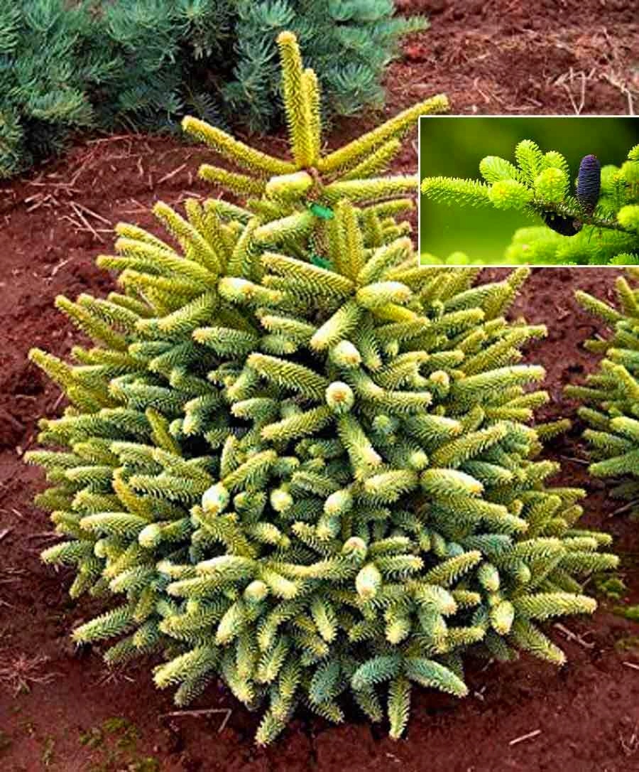 Пихта pinsapo Aurea