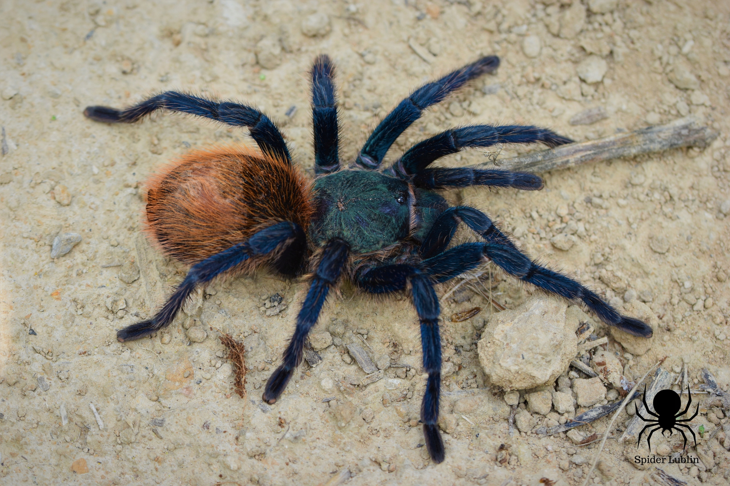 Cloma pharma black spider (100 капс. игрушка чёрный человек паук ползает. Spider отзывы. Spider отзывы. блэк спайдер 25.