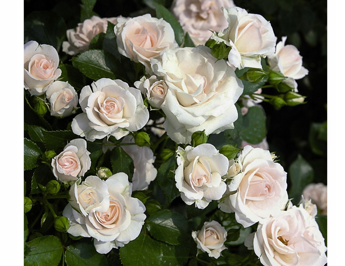 Róża Róże Aspirin Rose TANTAU Nostalgiczna - 7574004816 ...