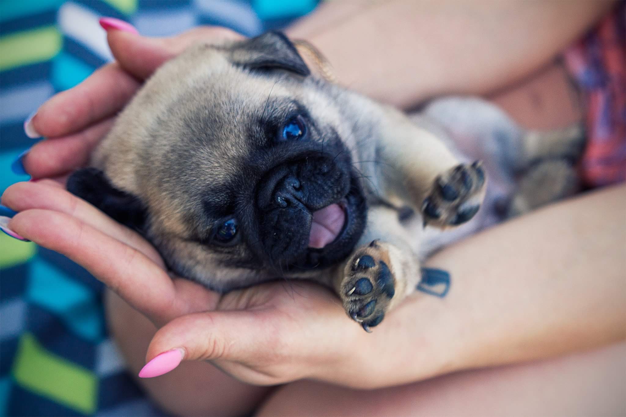 Mops, mopsy, PUG szczeniak z rodowodem ZKwP FCI 7458640494