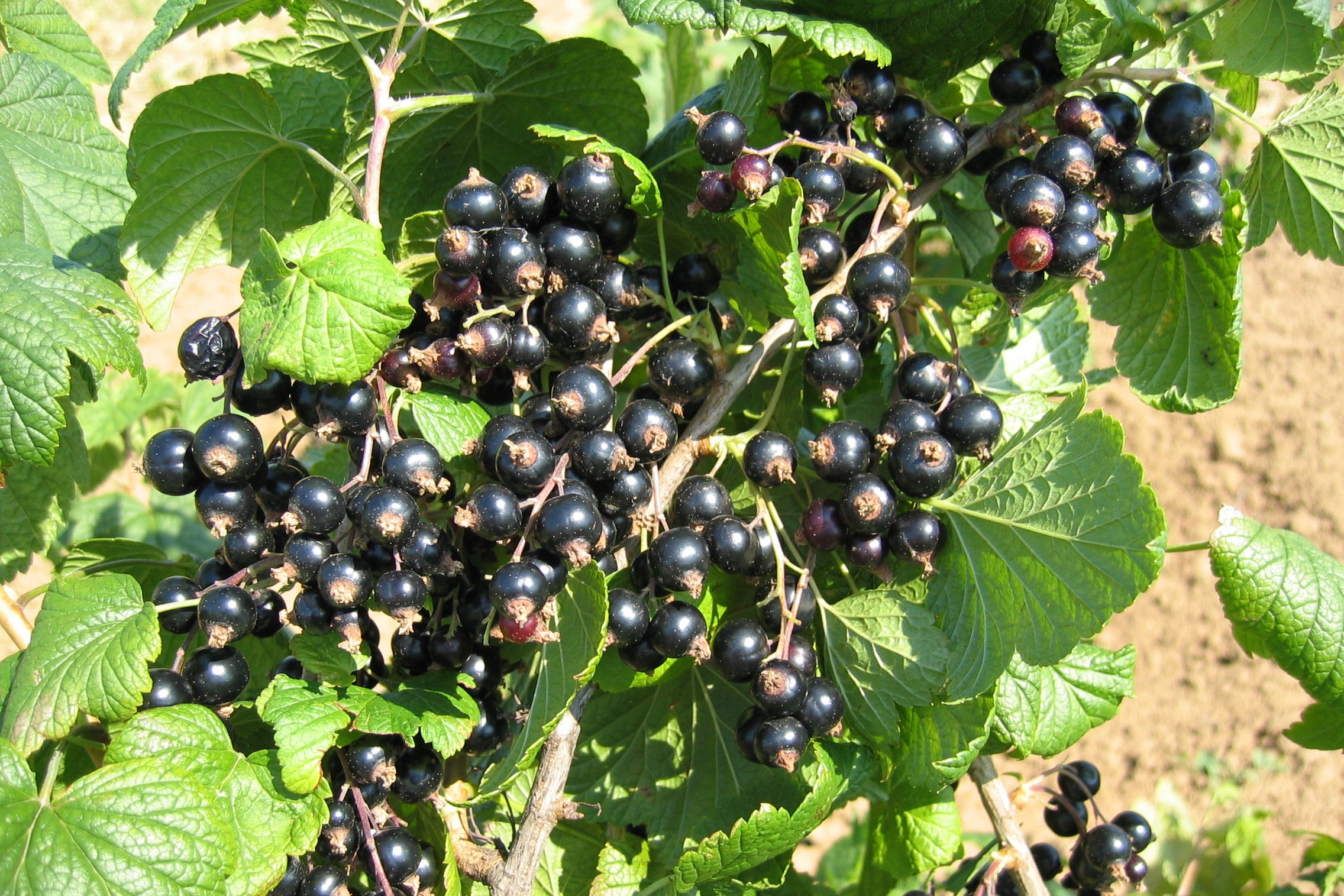 Смородина сорт литвиновская. Смородина черная сорт севчанка. Смородина черная титания. Багира сорт черной смородины. Смородина нюрсинка.