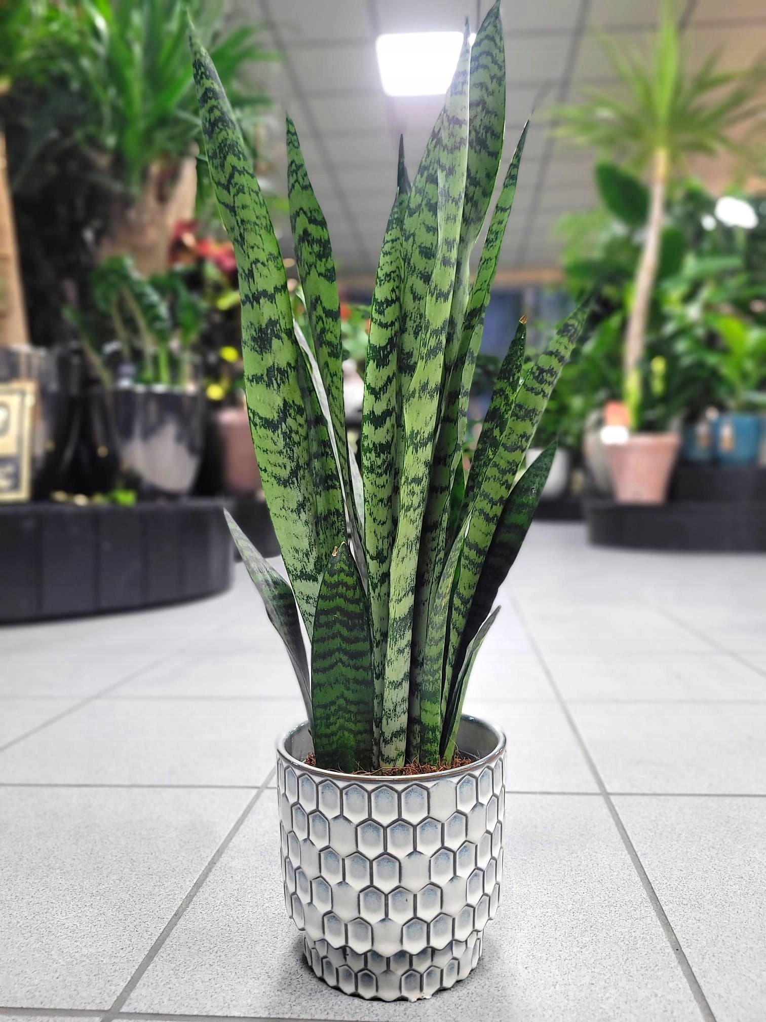 EMP サンセベリア ブアカーオ / SA391 EMP サンセベリア ブアカーオ / SA391 - メルカリ