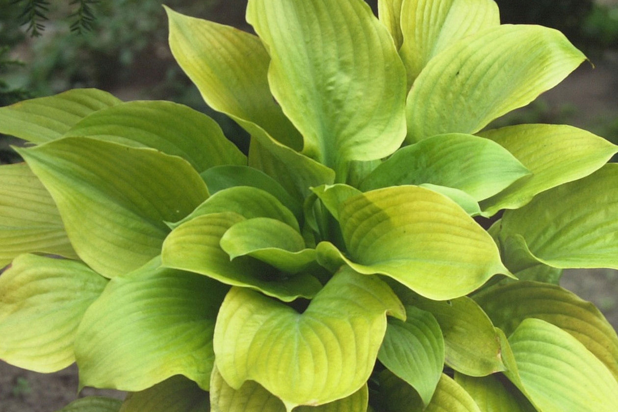 Хоста Hosta sum & substance