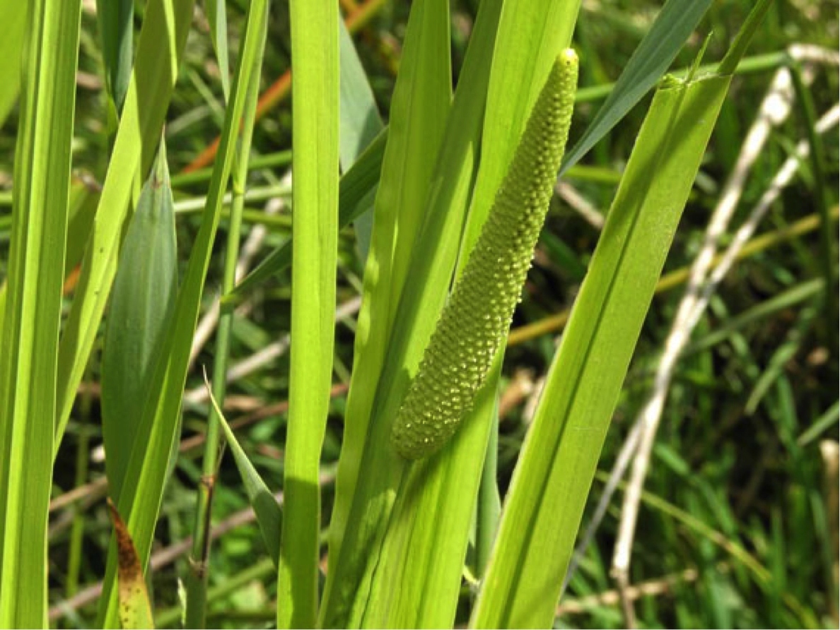 День аир. АИР обыкновенный - Acorus Calamus. АИР болотный (Acorus Calamus). 12. АИР болотный. АИР болотный цветение.