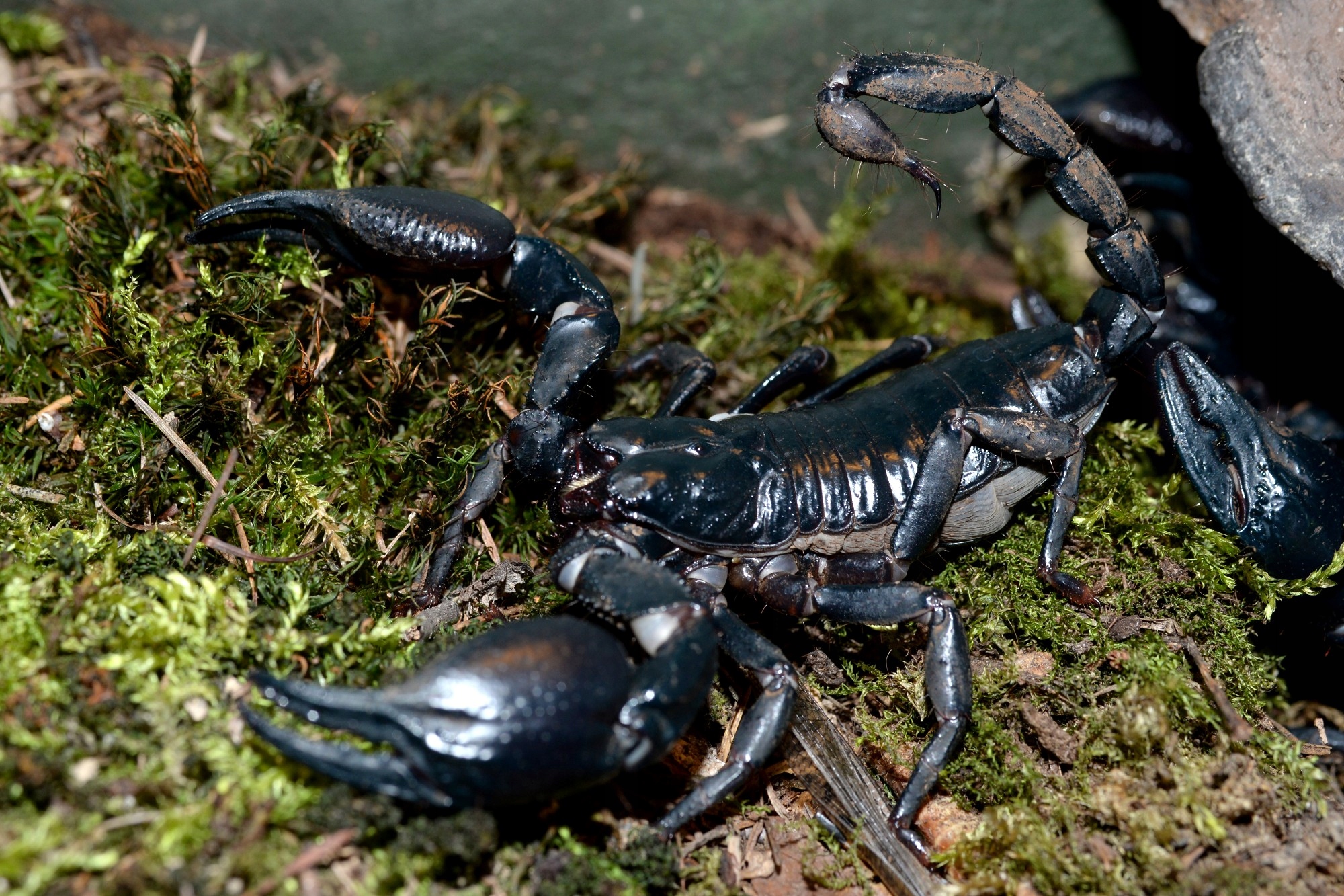 Родственники скорпиона. Heterometrus petersii. Скорпион Heterometrus. Скорпион Heterometrus petersi. Скорпион Heterometrus Silenus.