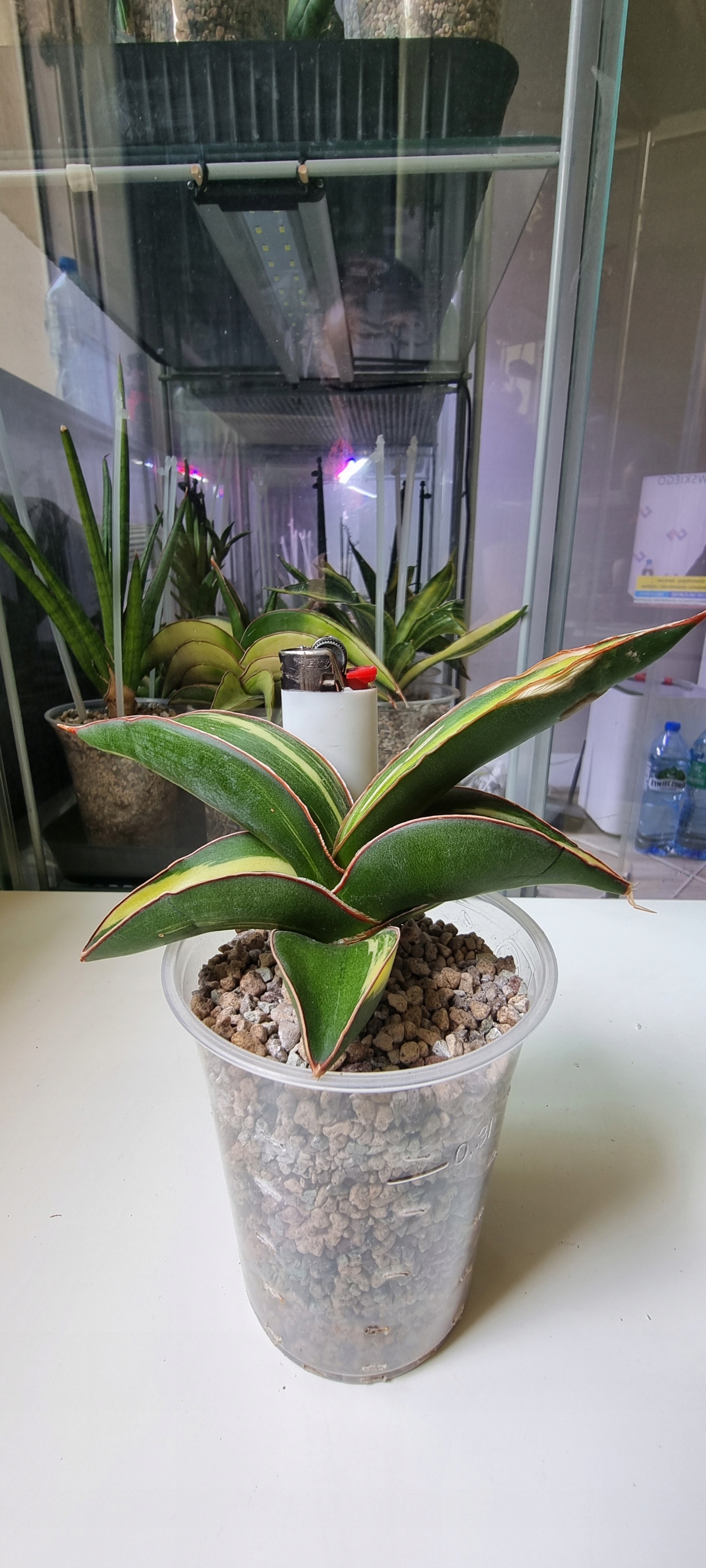 EMP サンセベリア Ruka ルカ / SA321 sansevieria w Oficjalnym Archiwum Allegro - Strona 9