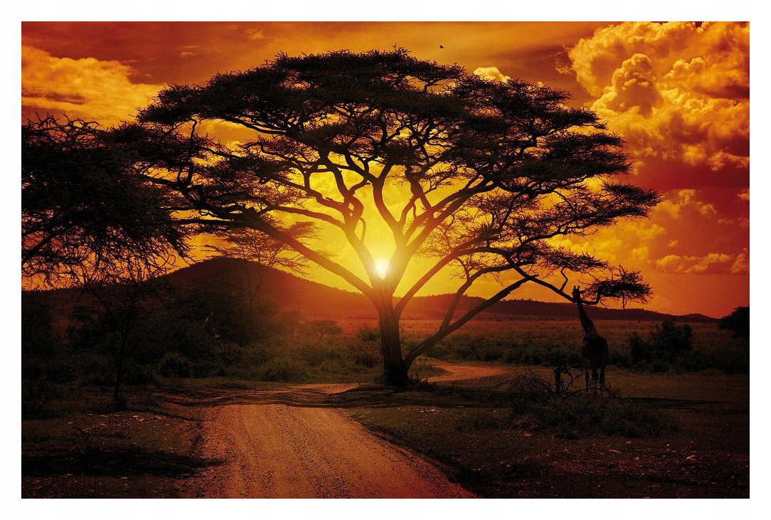 Fototapeta Západ slunce Savana Žirafy Afrika 416x290 vinylová lepidlo