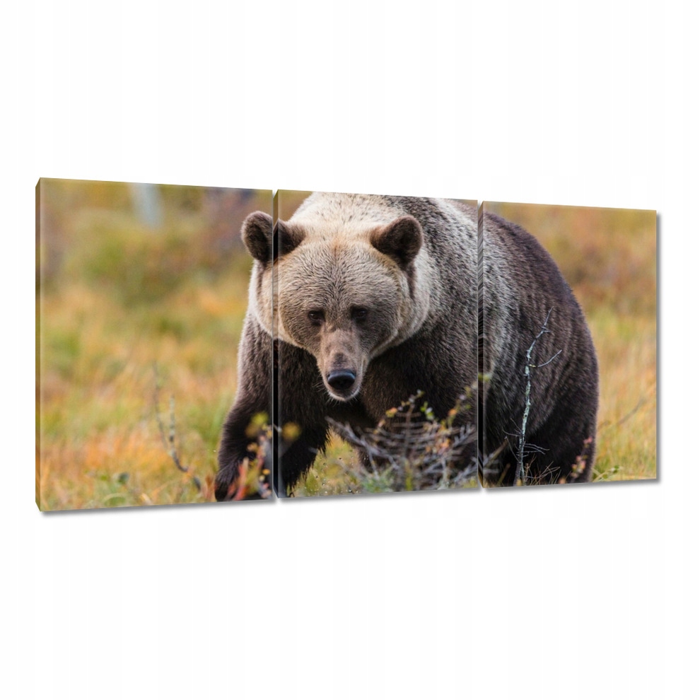 

Obrazy 120x60 Zwierzęta Zwierzątka