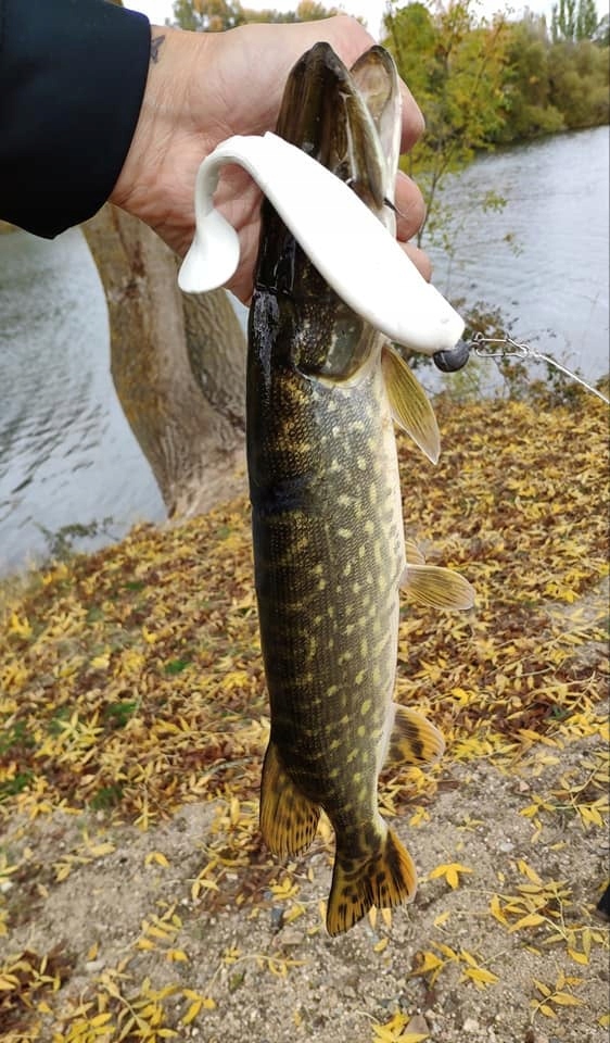 RELAX KOPYTO 6'' GUMA NA SZCZUPAKA # 16 CM #1SZT Długość 15.24 cm