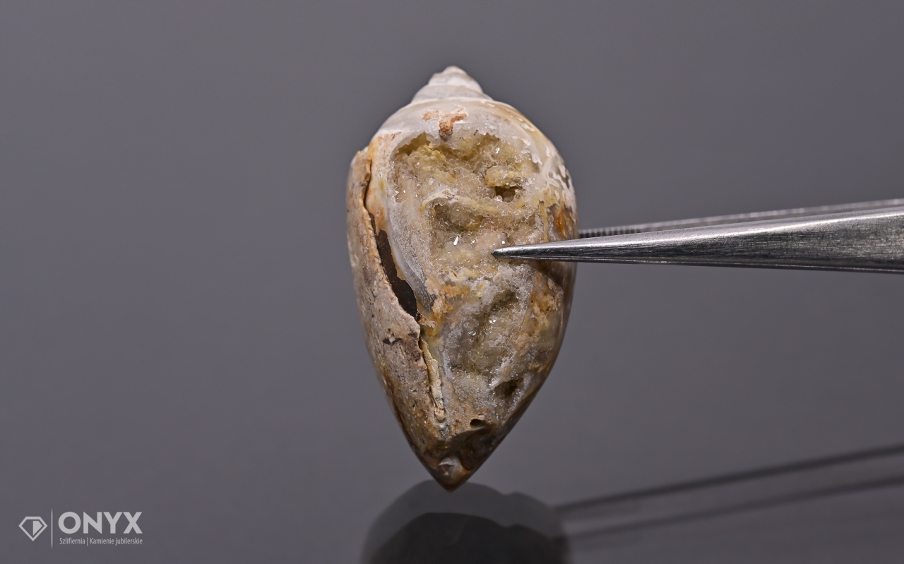 Hlemýžď zkamenělý nepravidelný 36x20 mm