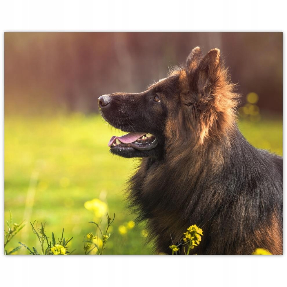 

Plakat 50x40 Wesoły przyjaciel Wilczur