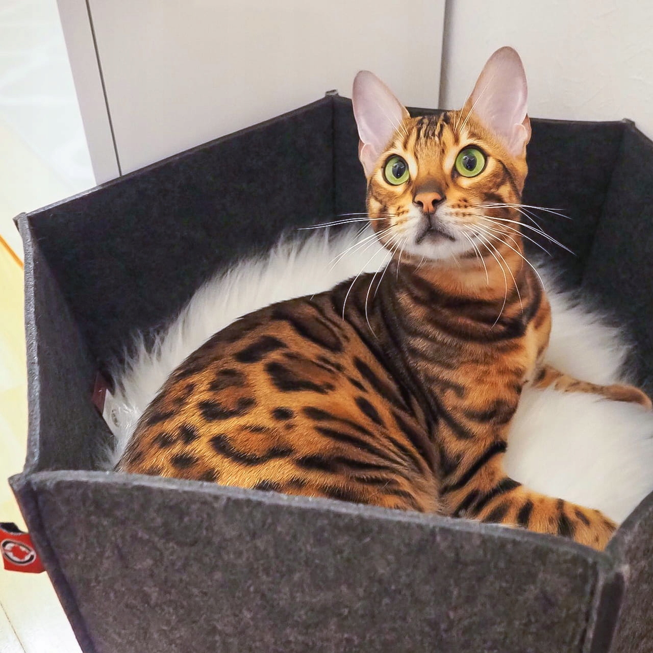 Levně Canadian Cat Ava Pelíšek Koš pro kočky z plsti L antracit