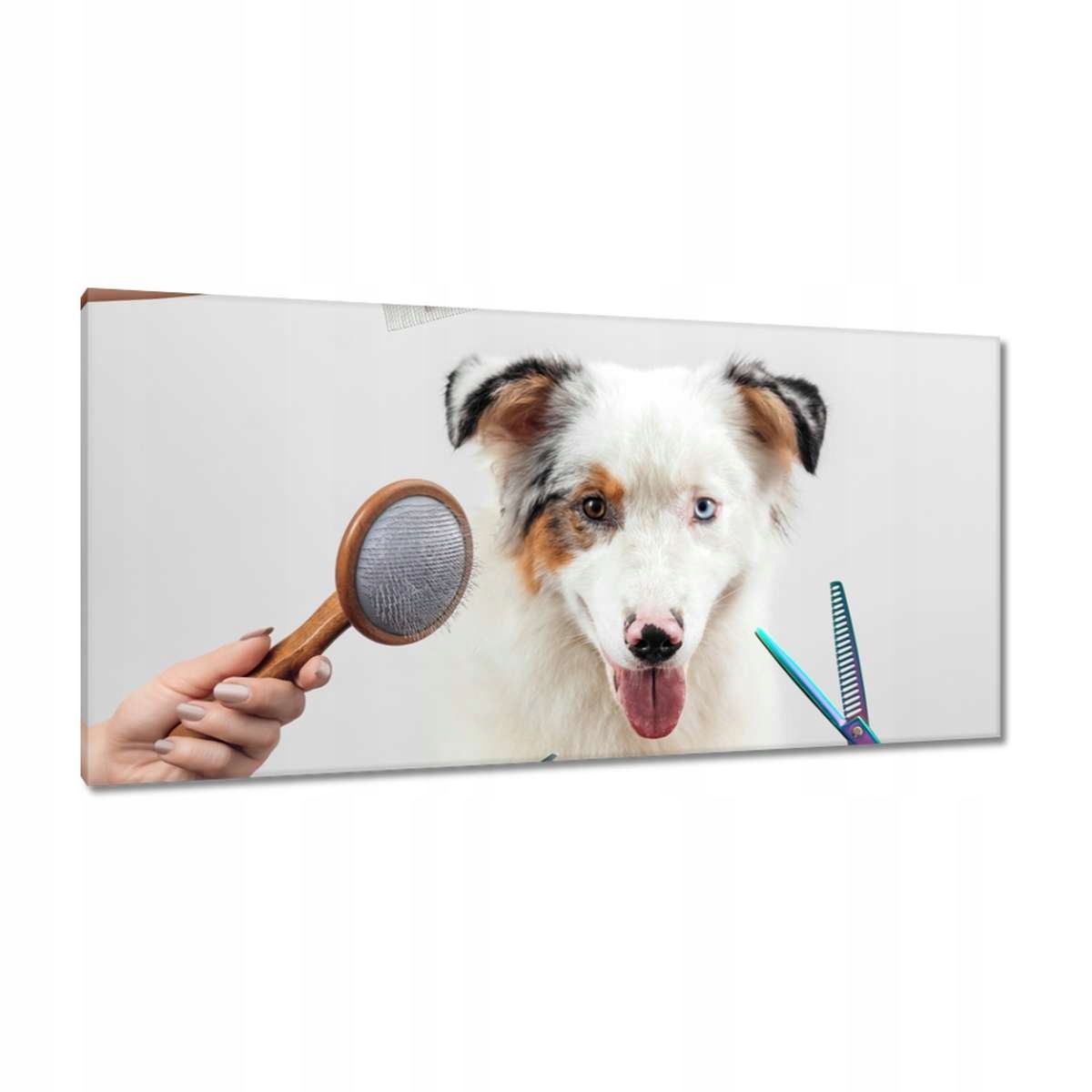 Obrazy 115x55 Stříhání ovčáka