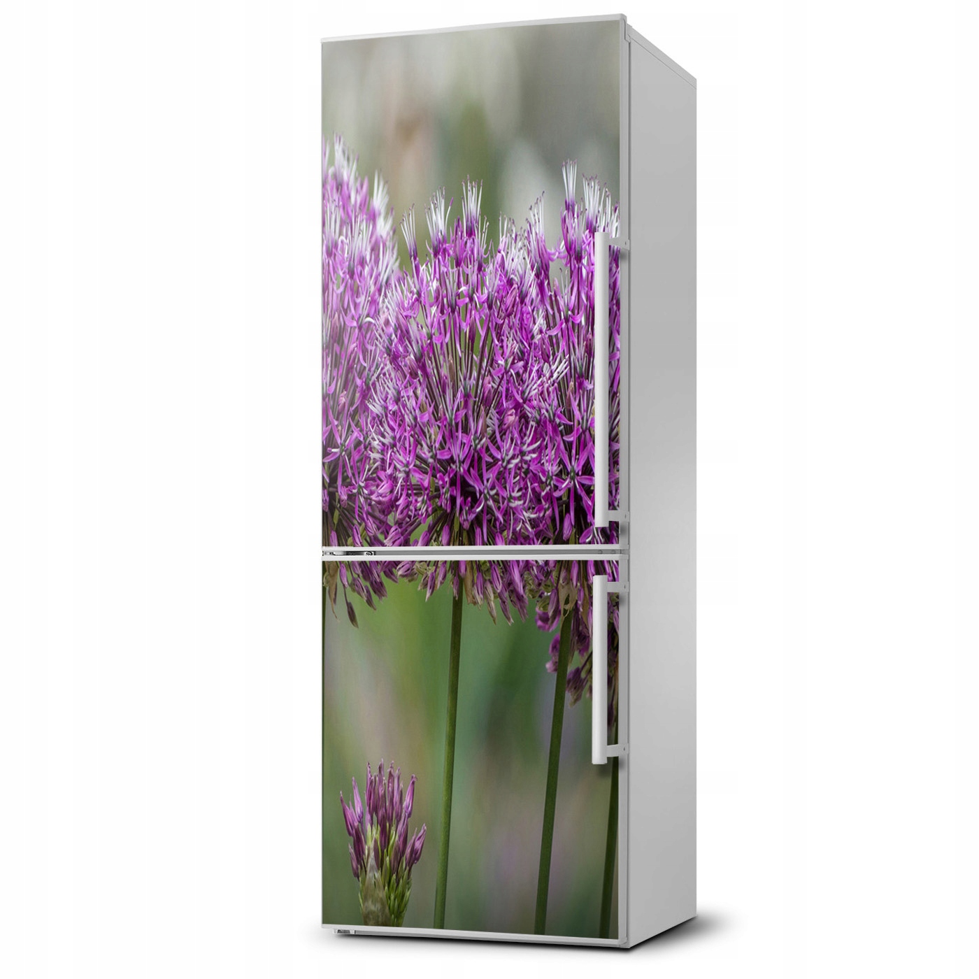 

Naklejka Magnes Magnes Kwiaty czosnku 60x180