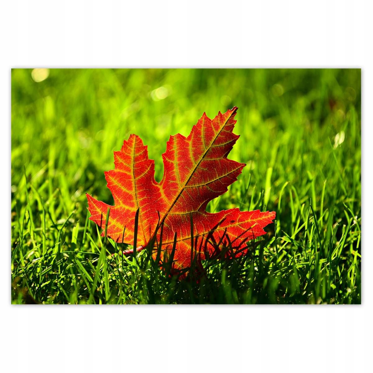 Plakáty 200x135 Podzimní dopis na trávě