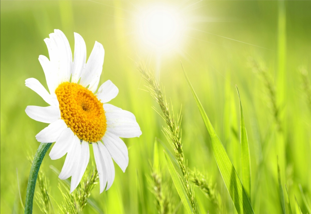 

Tapeta flizelinowa Stokrotka - 152x104