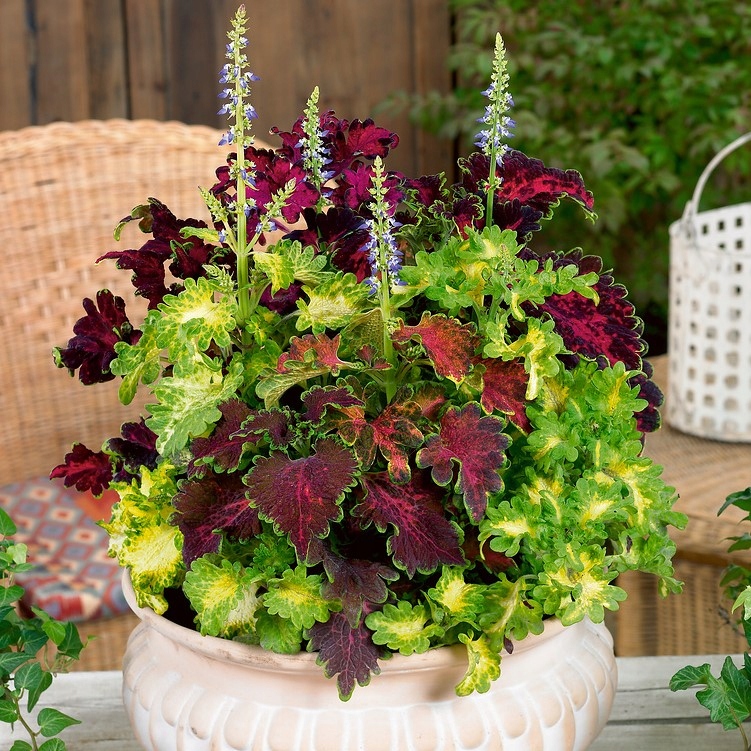 NASIONA KOLEUS ROKOKO OZDOBNA BARWNE KARBOWANE LIŚCIE PREMIUM SEEDS 0,02G