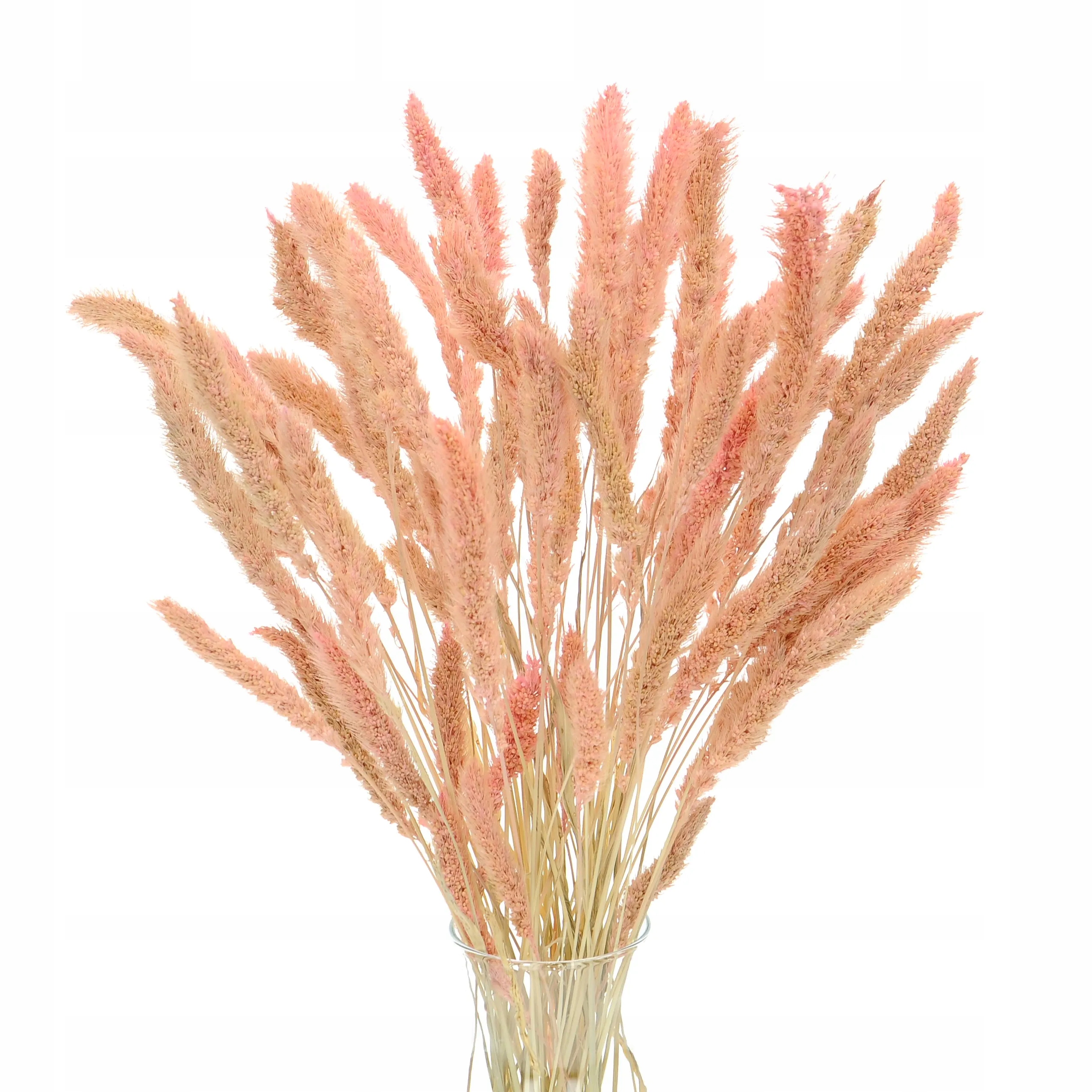 

Suszona setaria, włośnica różowa ~50 szt.
