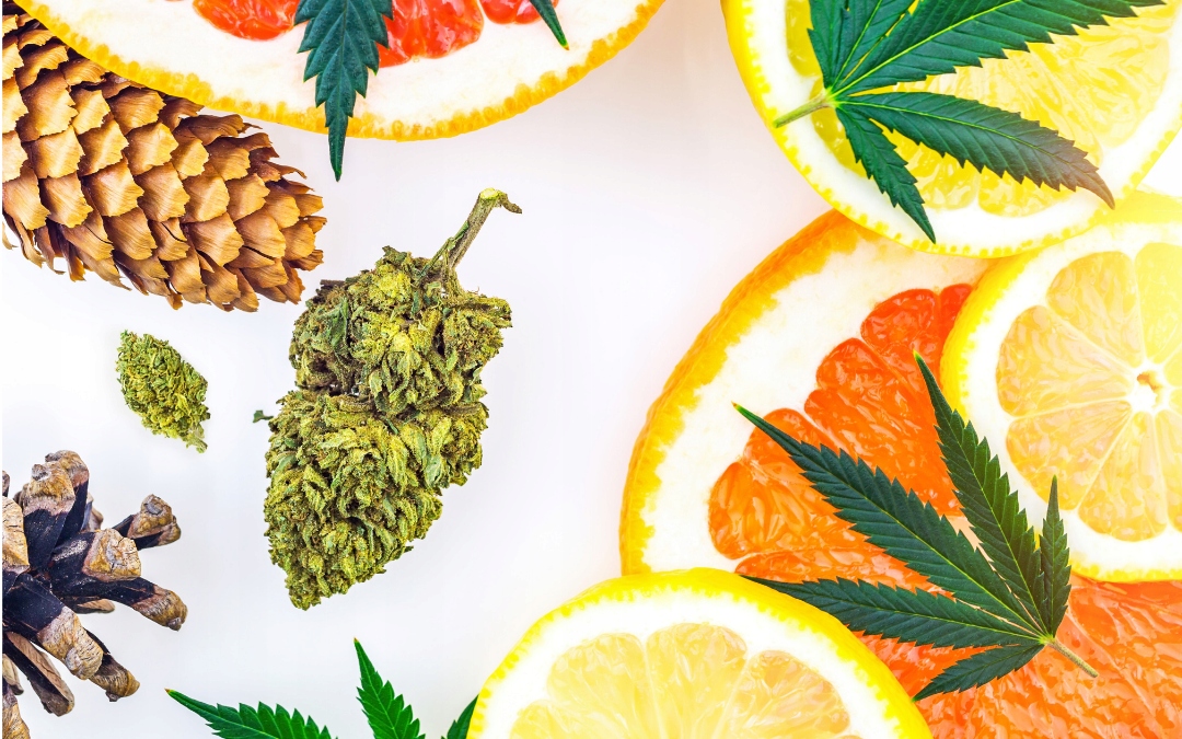 Naturalne terpeny konopne | BETA-PINENE | 1ml Marka inna marka