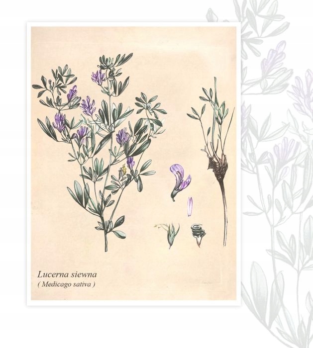 LUCERNA MIESZAŃCOWA RADIUS NASIONA KWALIFIKAT PASTWISKA MROZOODPORNA = 1kg