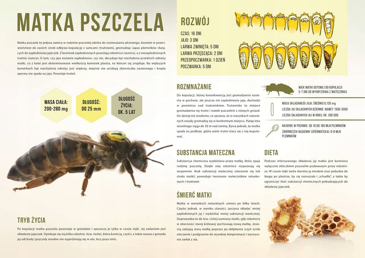 

tablica edukacyjna Matka Pszczela F249