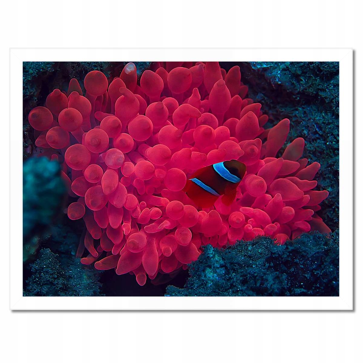 Plakáty v rámu 40x30 Divoká příroda v moři