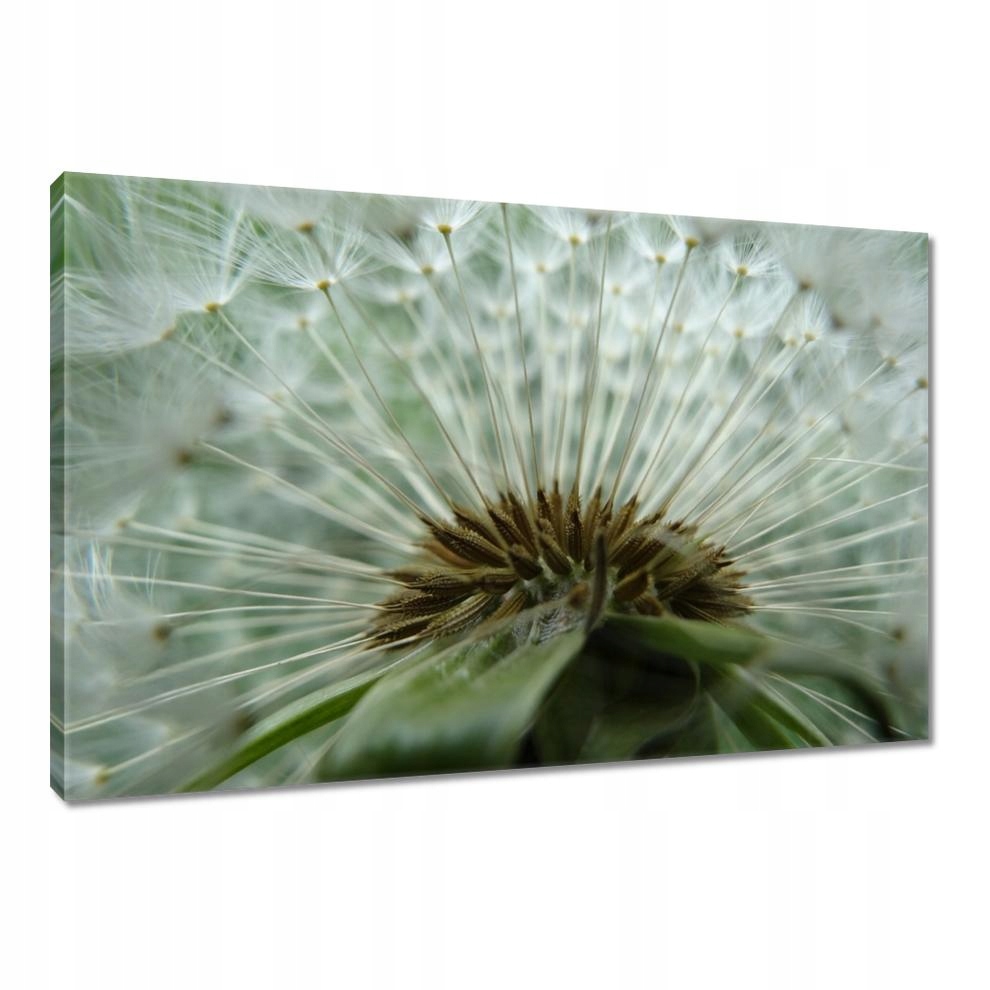 

Obrazy 90x60 Dmuchawiec Kwiat Kwiatki