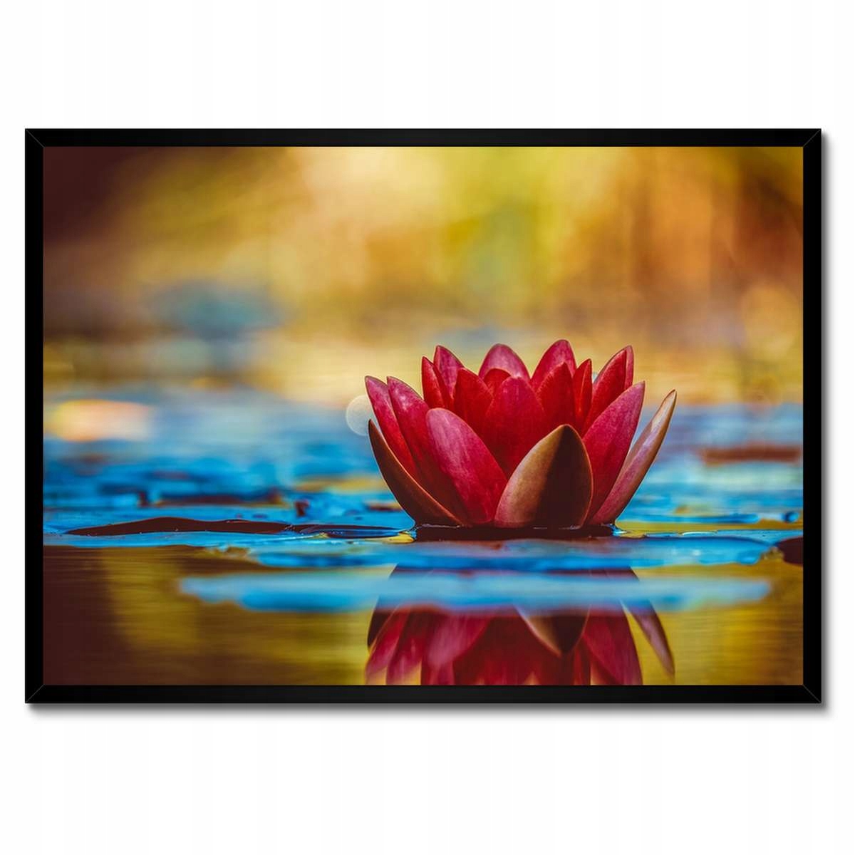 Plakáty v rámu 70x50 Leknín Květina Voda