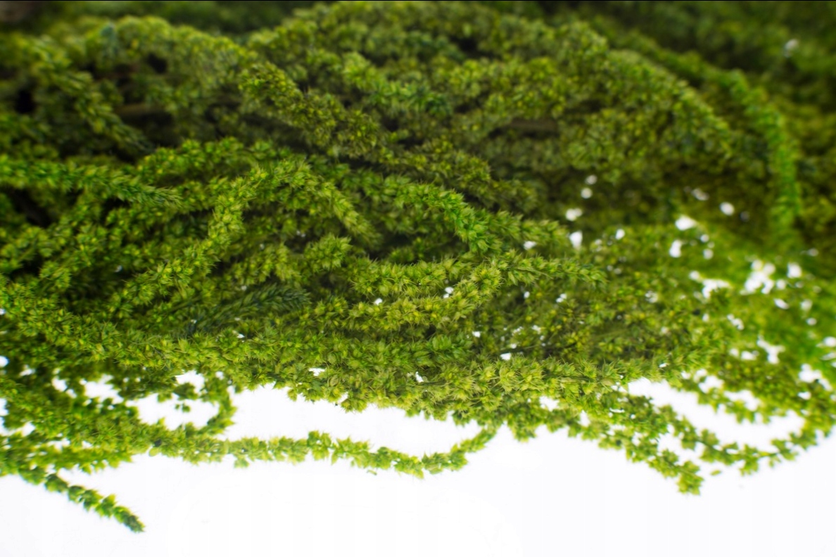 SZARŁAT STABILIZOWANY DO OBRAZ Z MCHU CHROBOTEK Marka inna