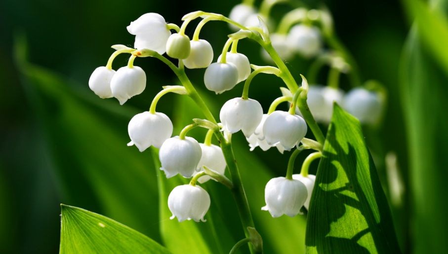 OLEJEK ZAPACHOWY KONWALIA KWIATOWY NATURA AROMAT OLEJKI ZAPACHOWE 10 ml Stan opakowania oryginalne