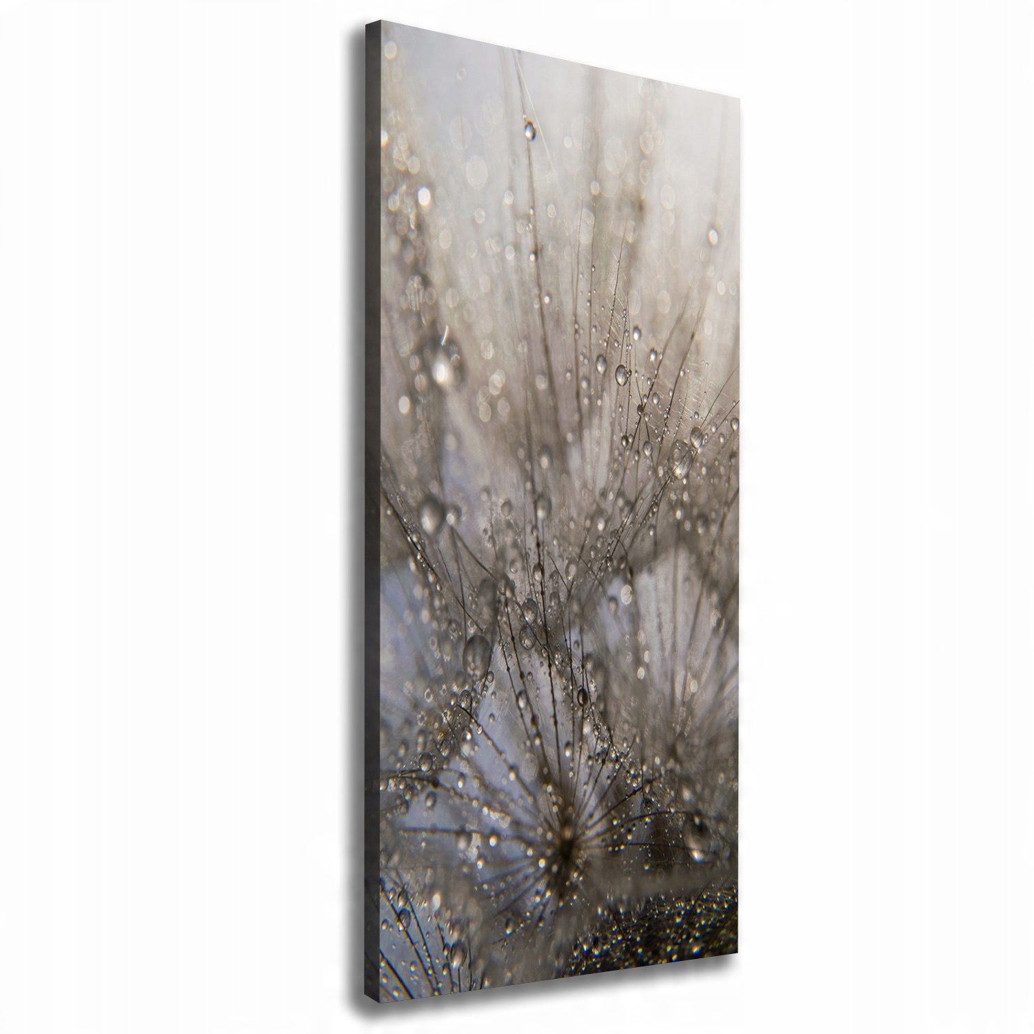 

Foto obraz na płótnie Nasiona dmuchawca 50x125 cm