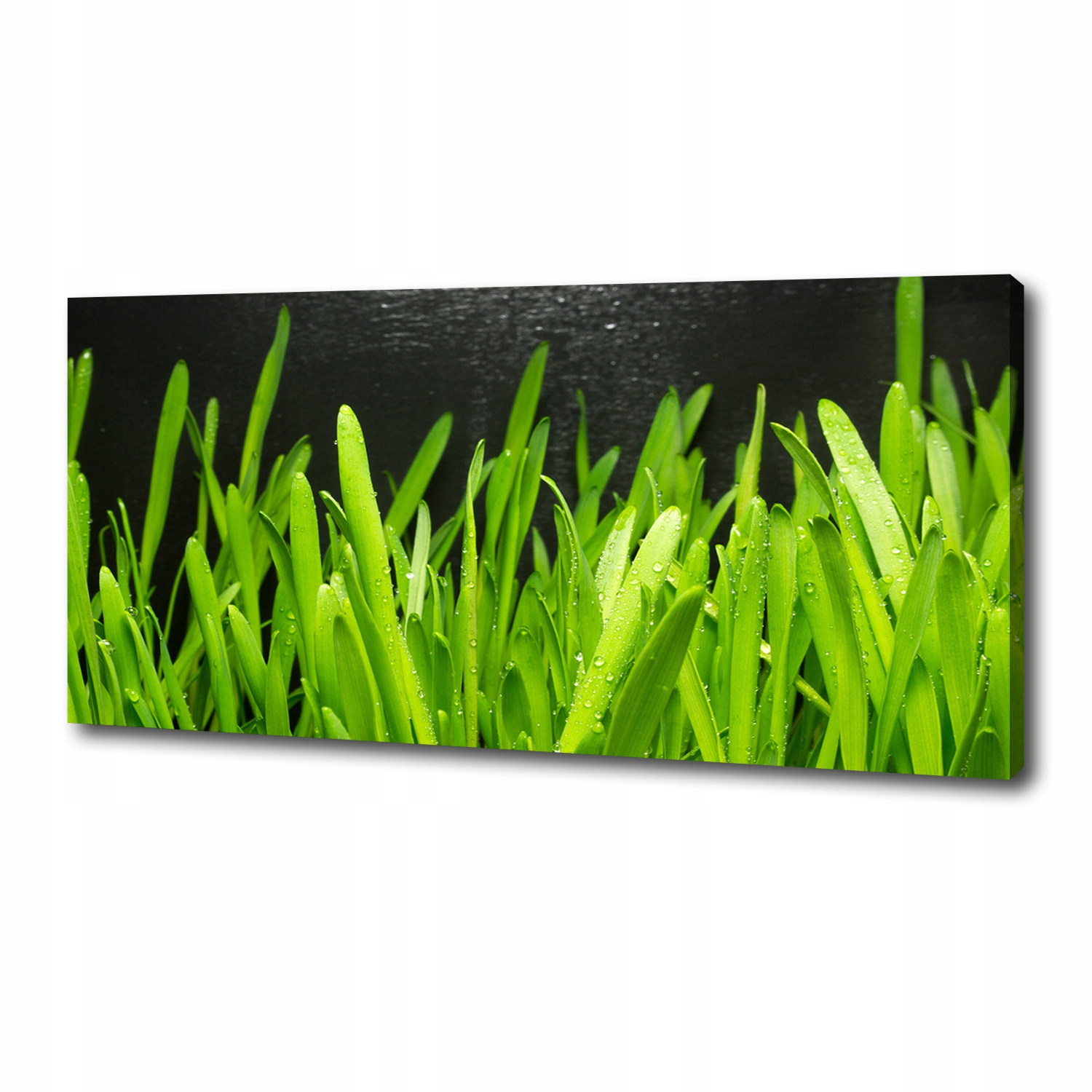 

Foto obraz ze zdjęcia do salonu Trawa 125x50 cm
