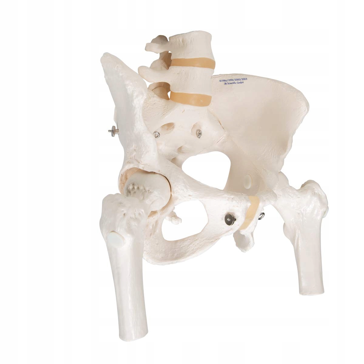 3B SCIENTIFIC Model Miednicy Kobiety Z Aplikacją Smart Anatomy — miniatura 2