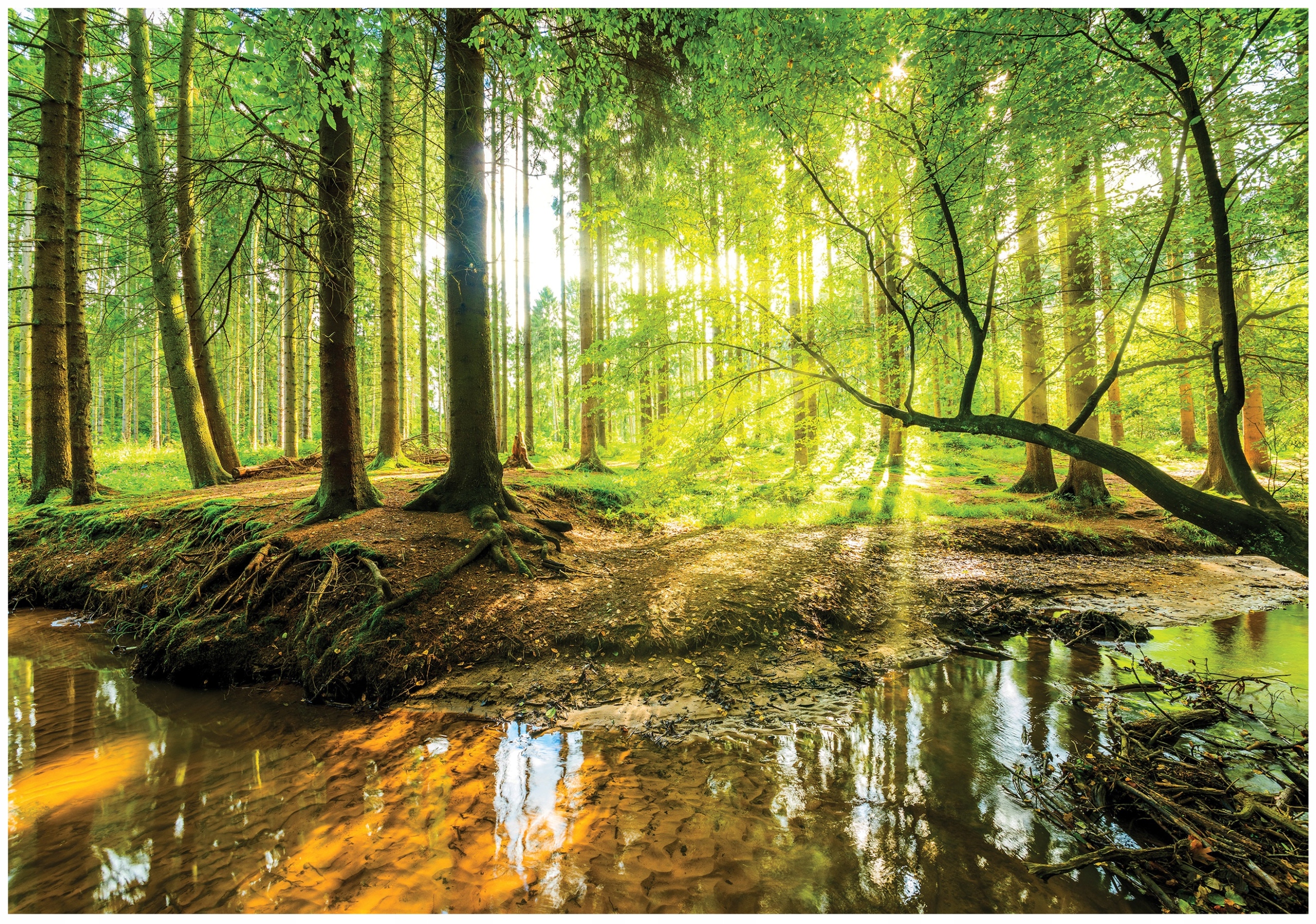 Fototapeta Sluneční Les Jezero Zelená Příroda Stromy Flizelina 250x175