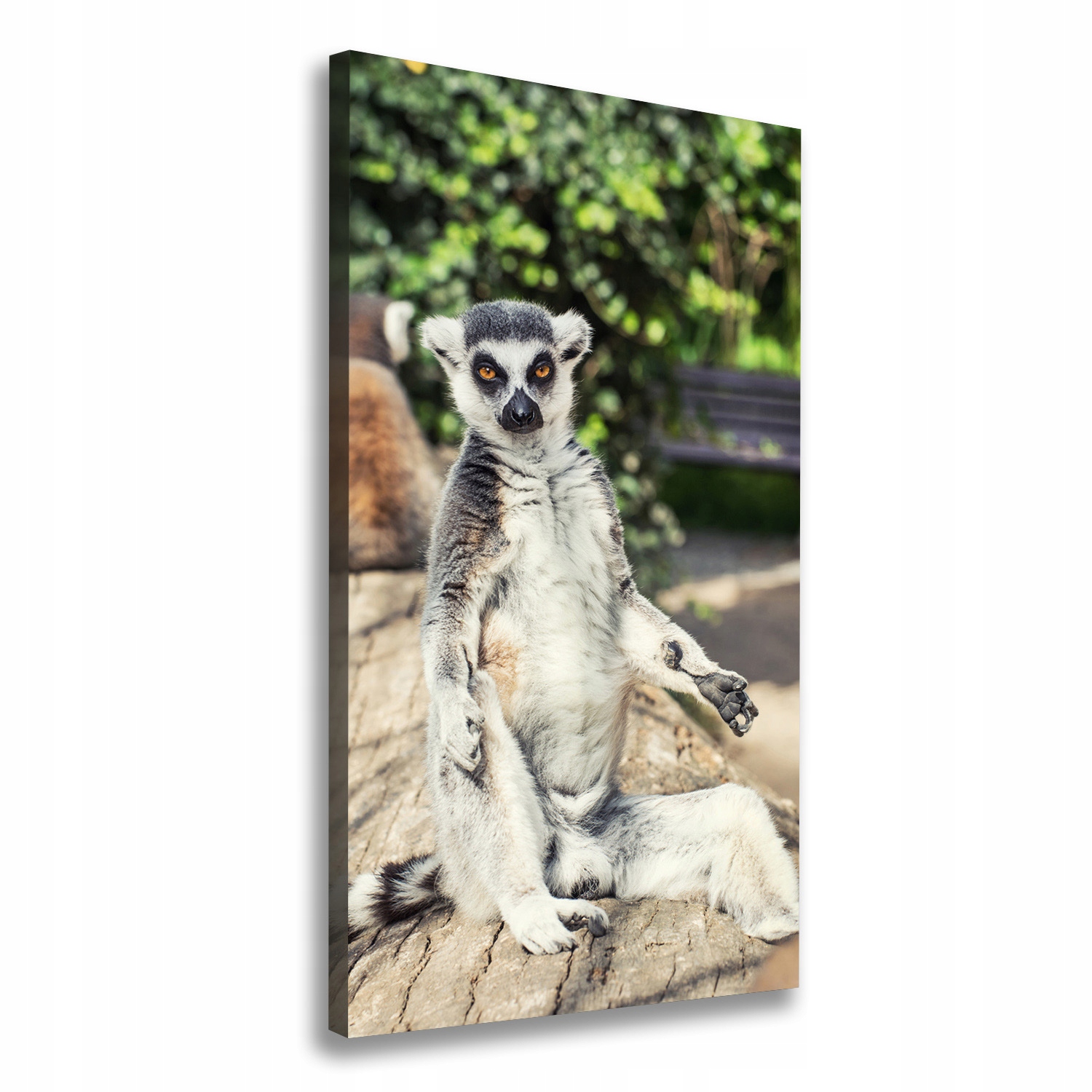

Foto-obraz zdjęcie na płótnie Lemur 70x140 cm