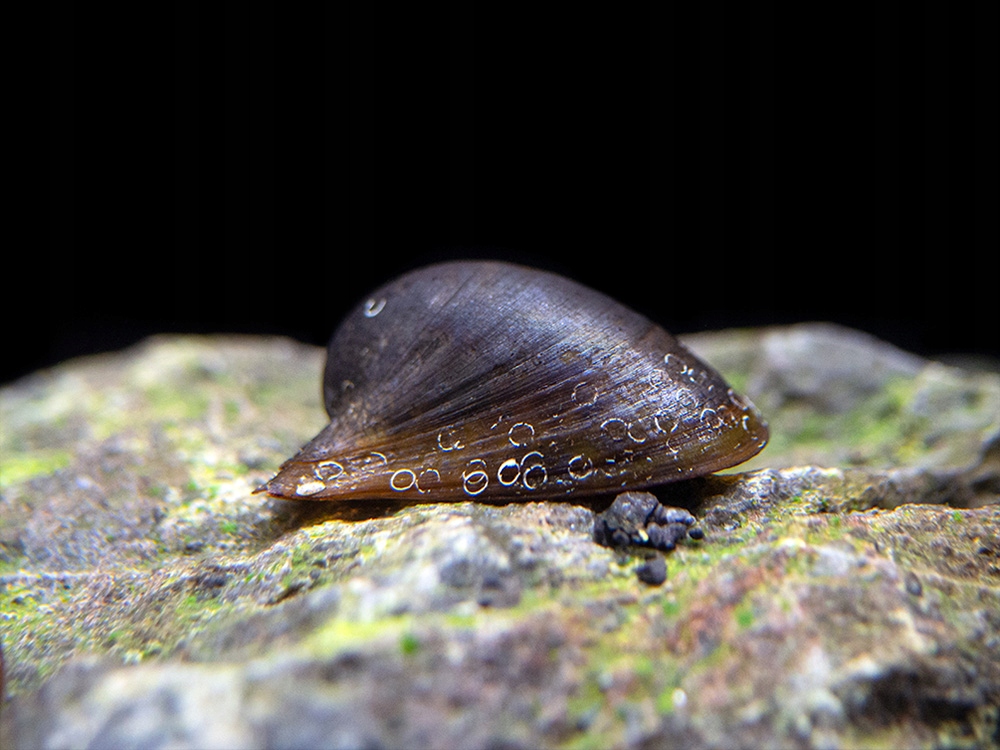 Ślimak BATMAN - Neripteron tahitensis