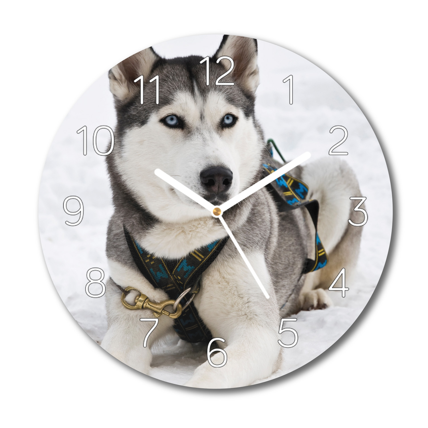 

Pies husky śnieg z foto zegar na szkle fi 30 cichy