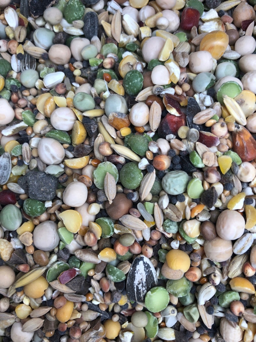 Karma dla dzikich ptaków gołębi OMIX 25kg Kampol