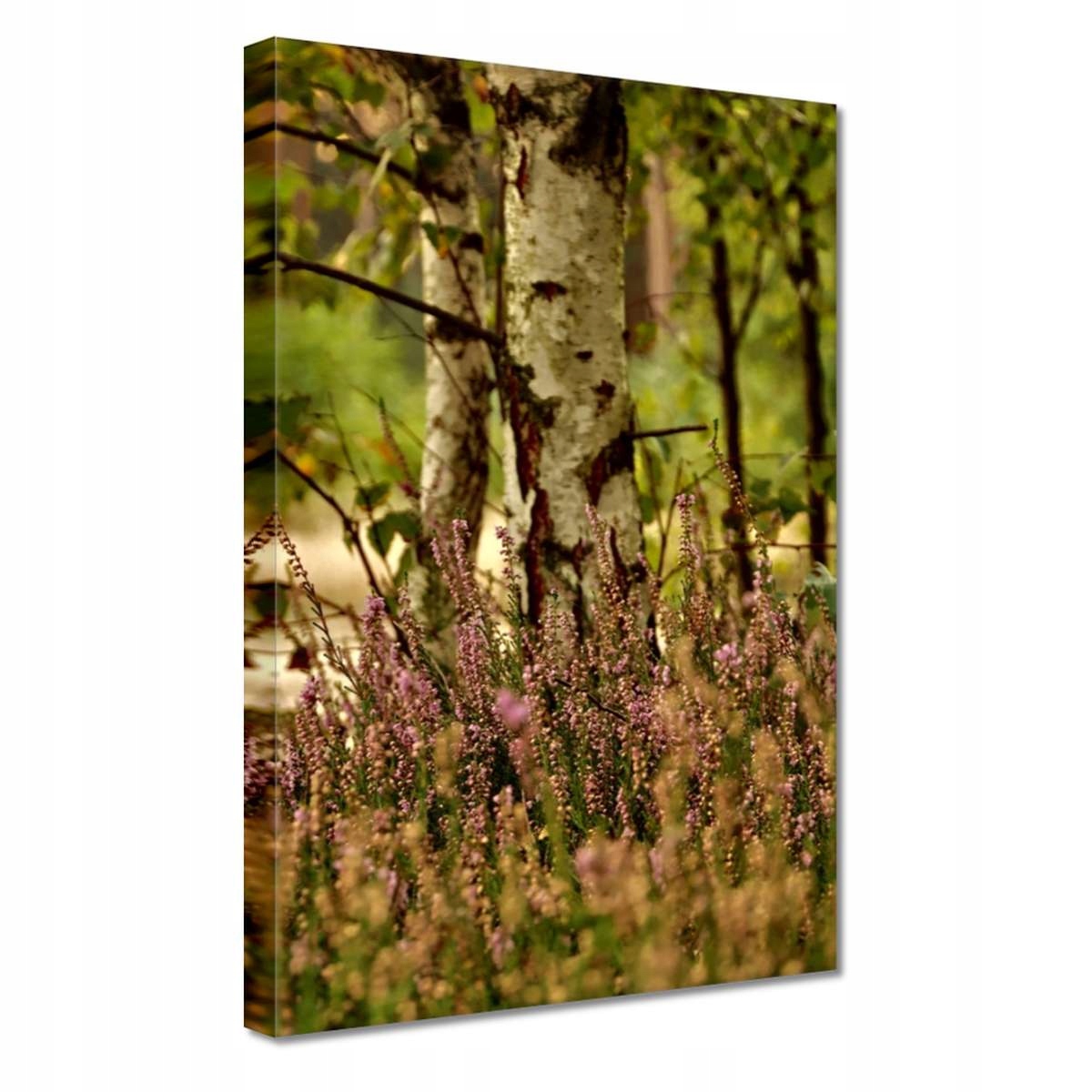 

Obrazy 20x30 Brzoza wśród wrzosów Las