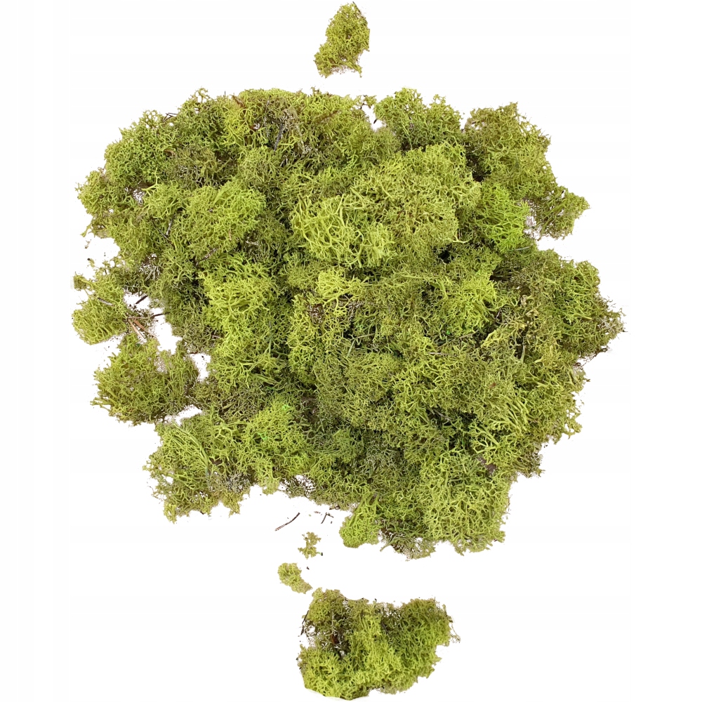 

Skrawki mech chrobotek Mid Green Karton 1kg