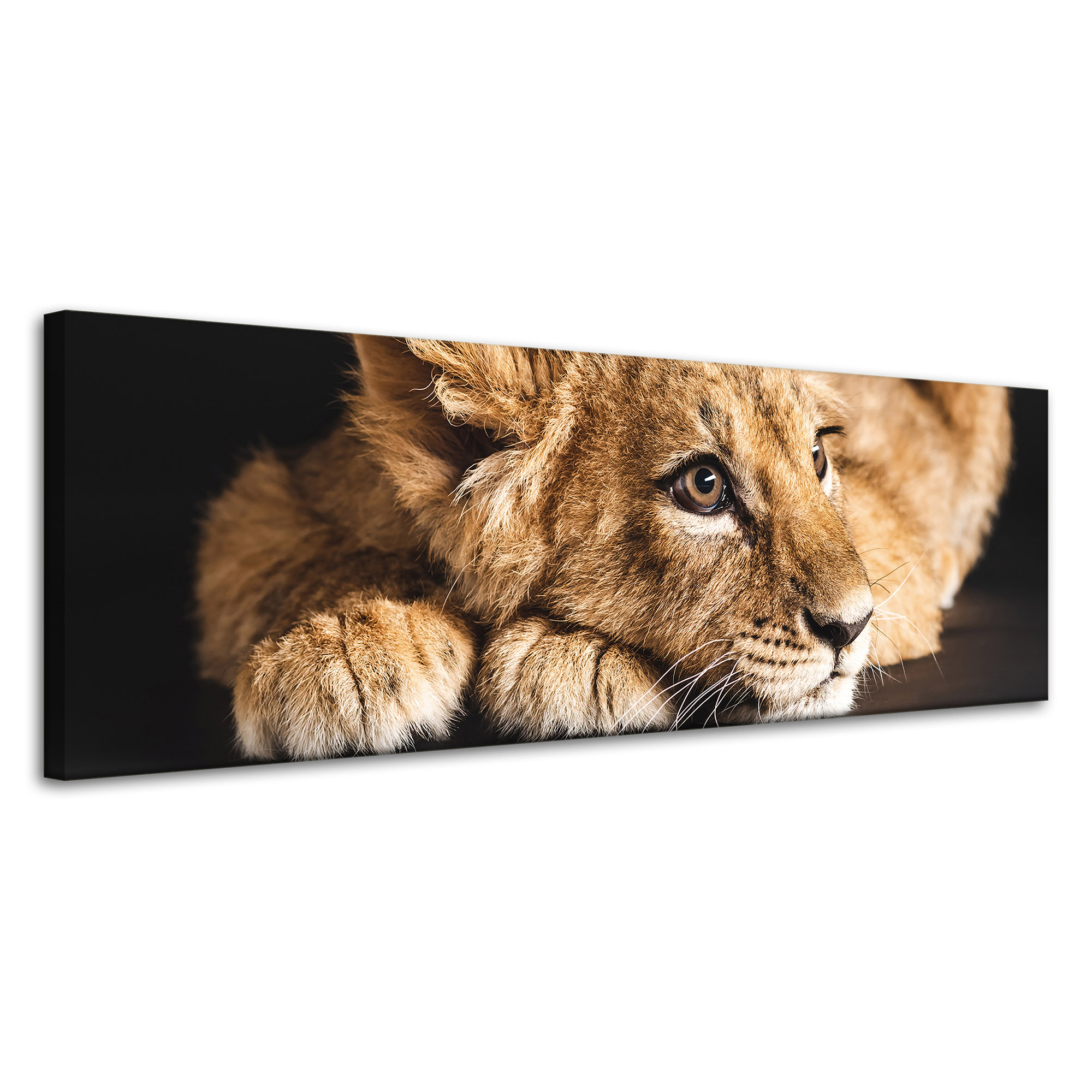 Obraz na plátně Ležící malý lev Příroda 120x40 cm Ideální jako dárek